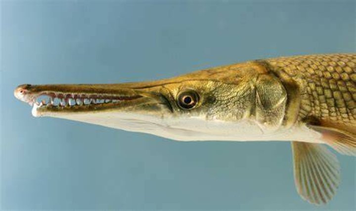 What do you feed Florida Gar