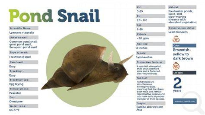 What do you feed pond snails