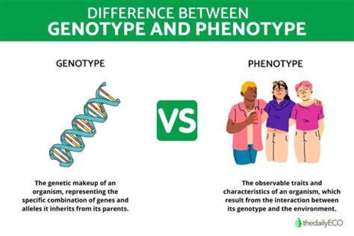 What do you mean by genotype