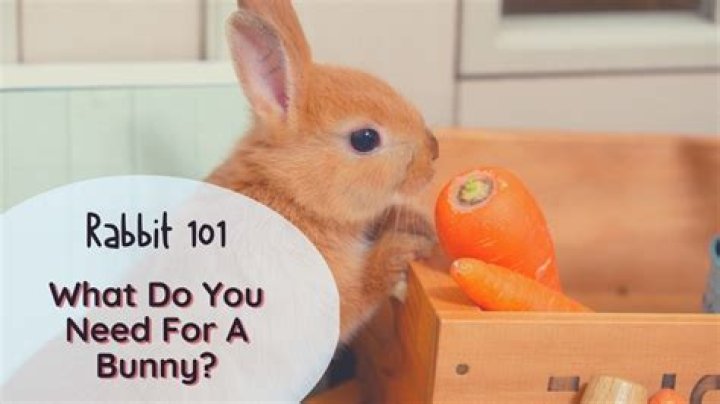What do you need for a bunny