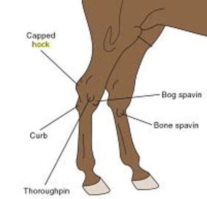 What does a capped hock mean