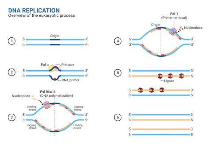 What does a cell copy in DNA replication