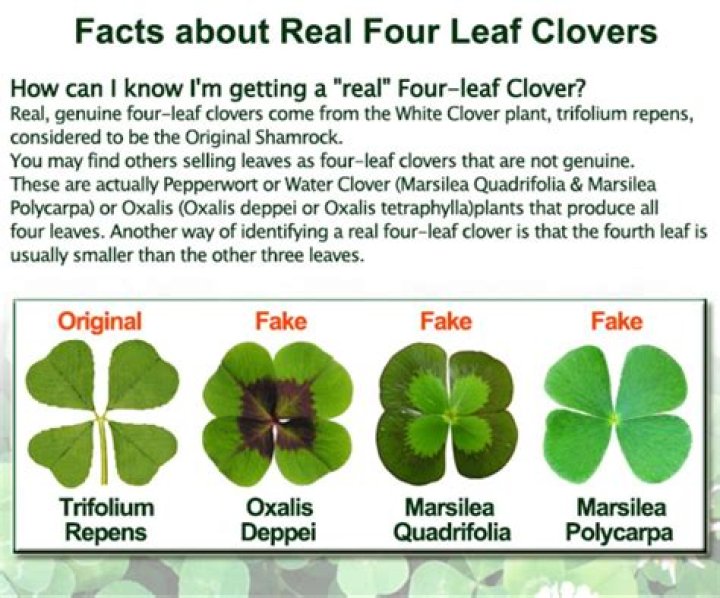 What does a clover leaf mean