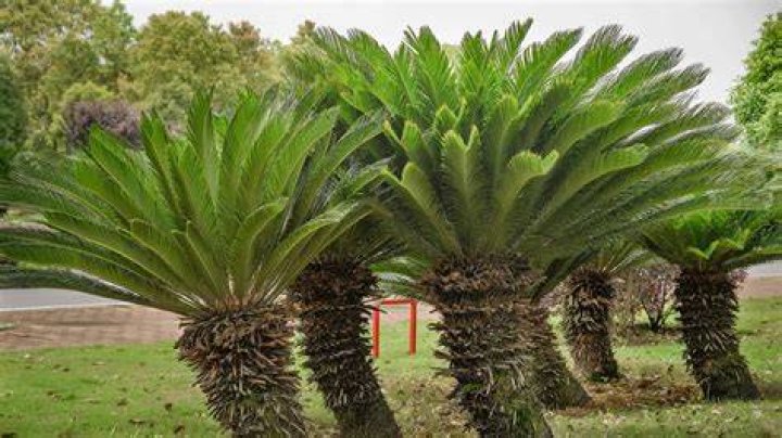 What does a cycads look like