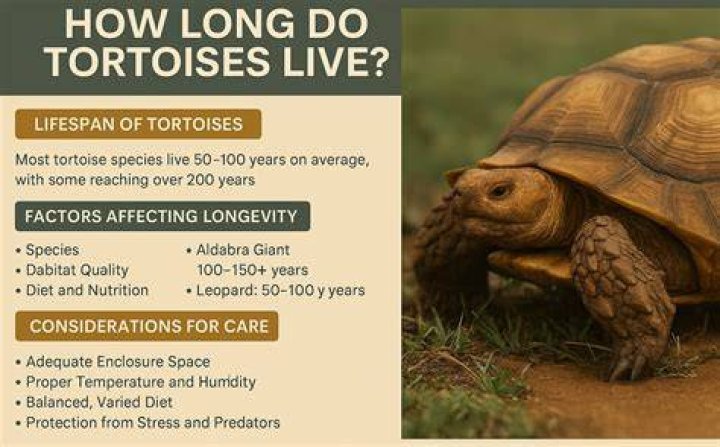 What does a desert tortoise need to survive