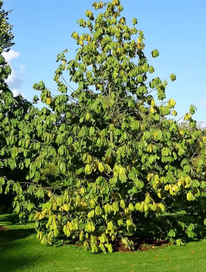 What does a pawpaw look like
