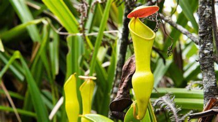 What does a pitcher plant do