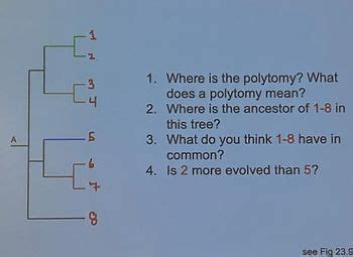 What does a Polytomy signify