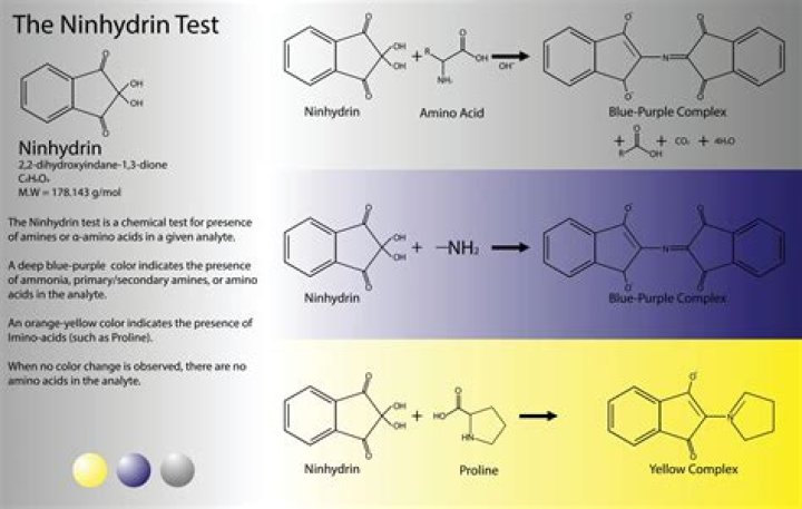 What does a positive ninhydrin test indicate