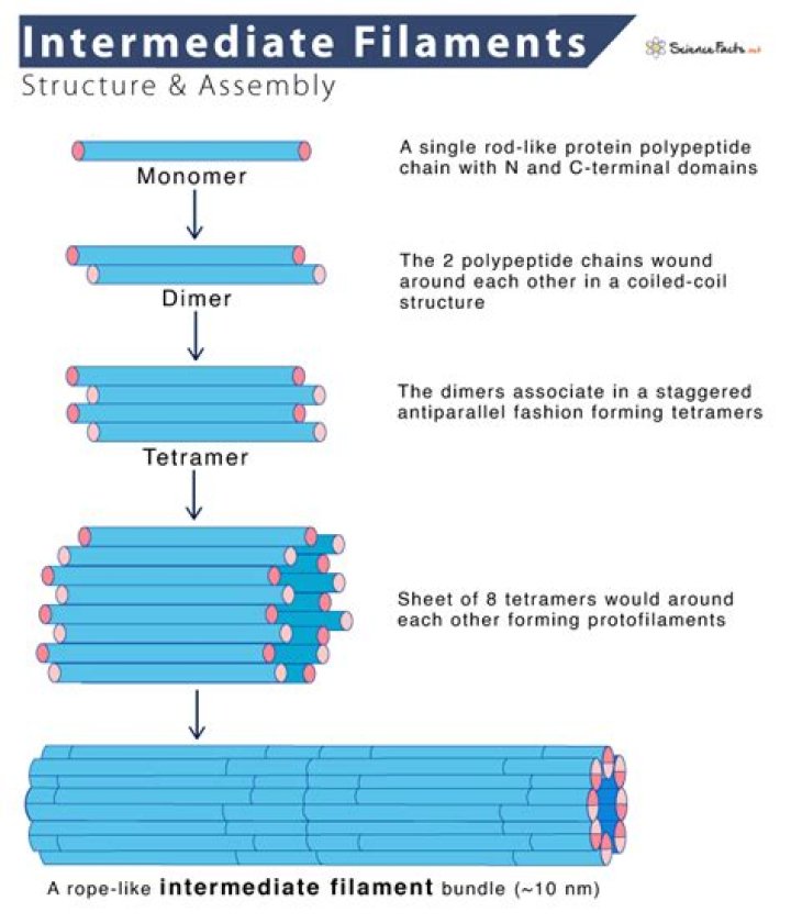 What does a thin filament do
