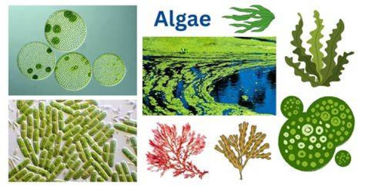 What does algae do to plants