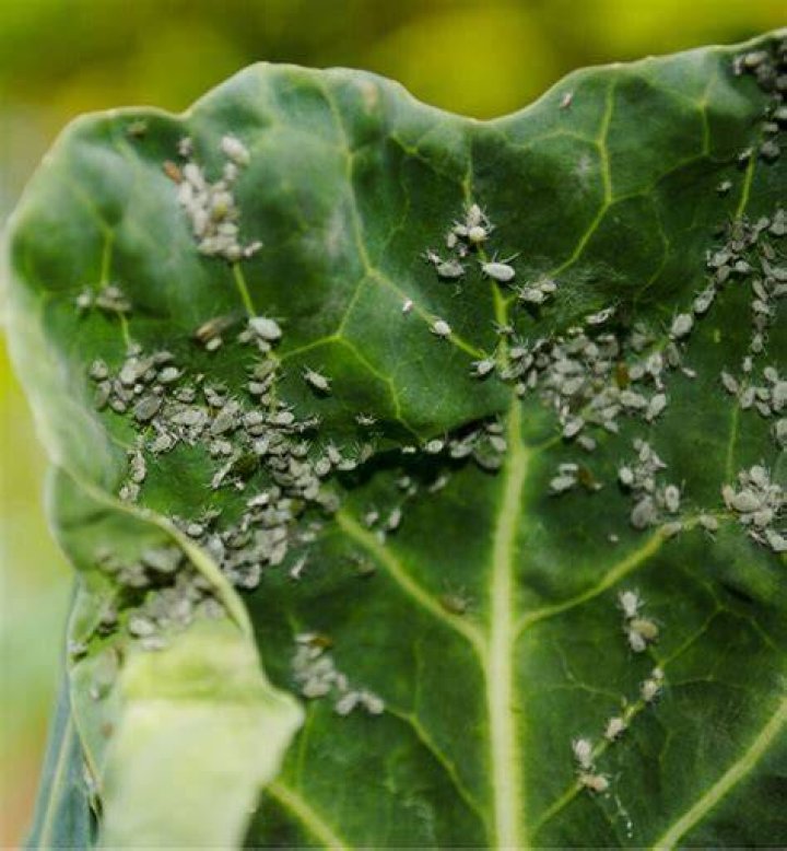 What does ants do to aphids
