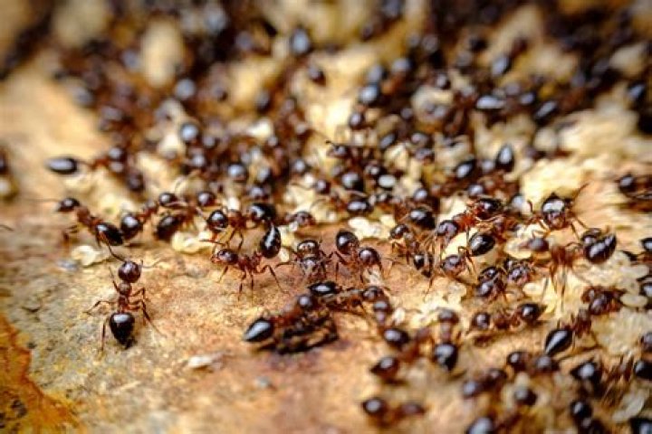 What does ants mean in slang