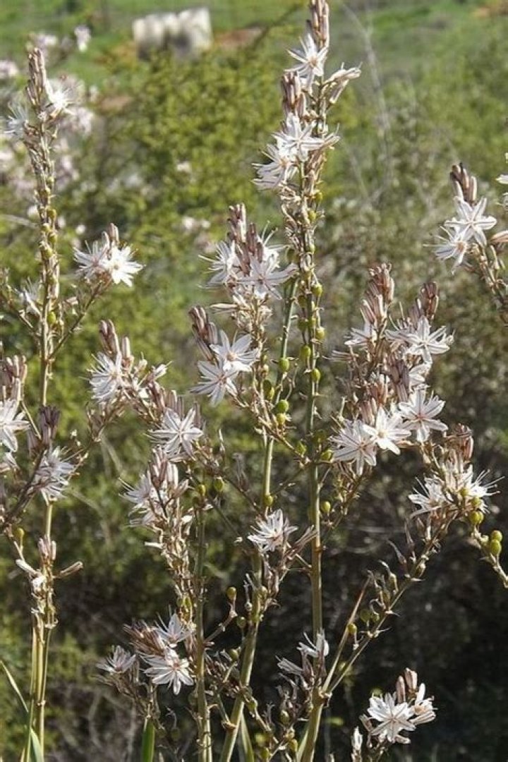 What does Asphodel symbolize
