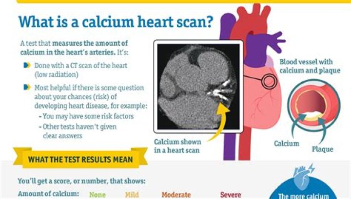 What does cardiomyocyte mean