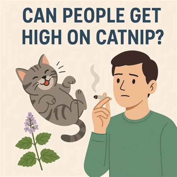 What does catnip do to a dog