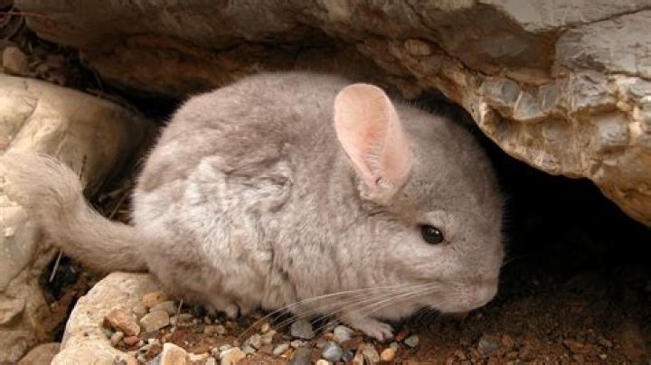 What does chinchilla dust do