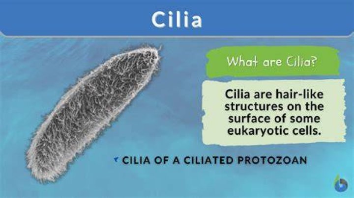 What does cilia do to mucus