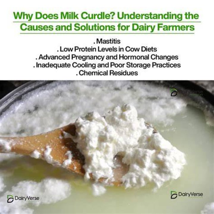 What does curdling milk mean