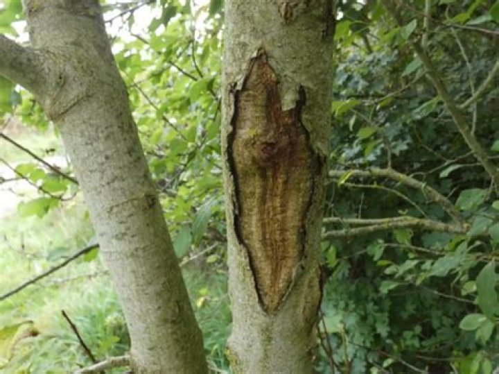 What does dieback look like