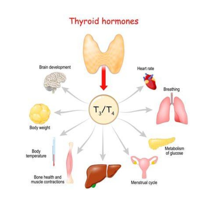 What does DIM do to hormones