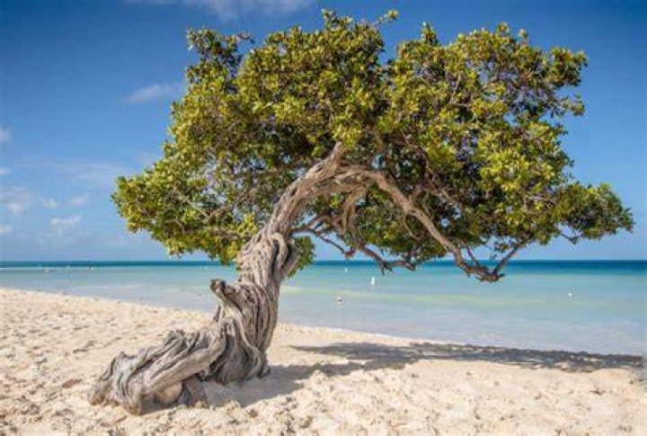 What does Divi mean in Aruba