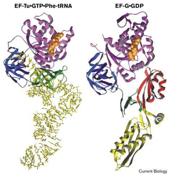 What does EF-Tu and EF-G do