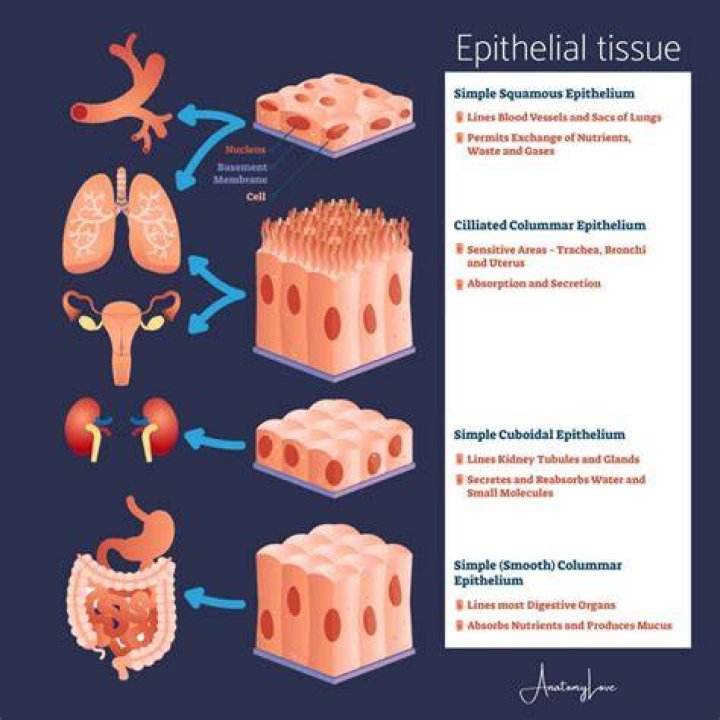What does Epithelizing mean