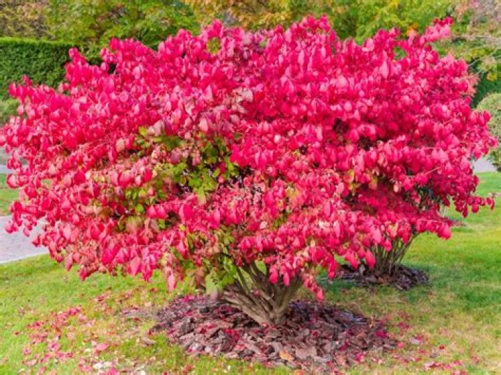 What does euonymus look like