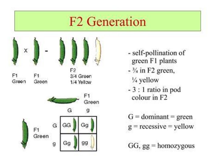 What does f2 generation mean