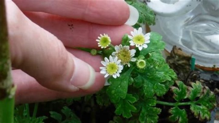 What does feverfew look like