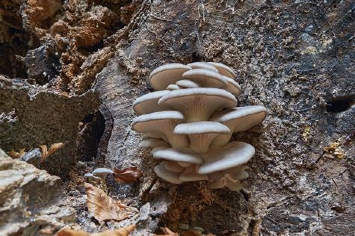 What does fungi do to timber