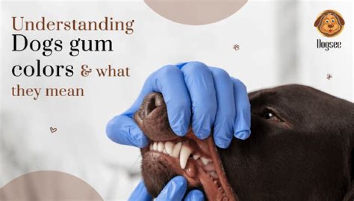 What does GCHB mean for dogs