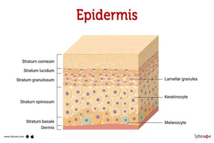 What does Germinativum mean