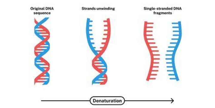 What does it mean to align DNA sequences