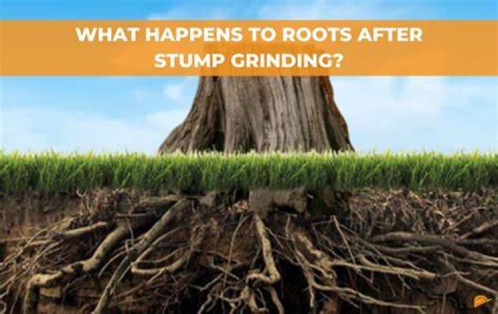 What does it mean to grind a stump