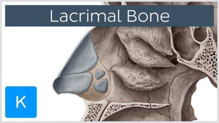 What does lacrimal bone mean