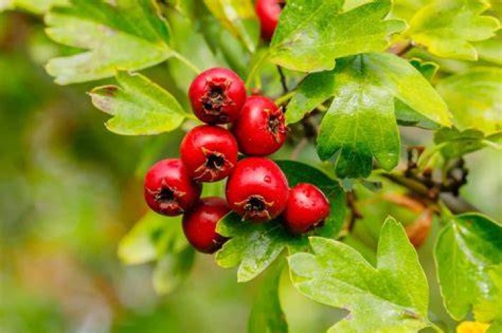 What does mayhaw fruit taste like