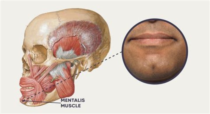 What does mentalis muscle do