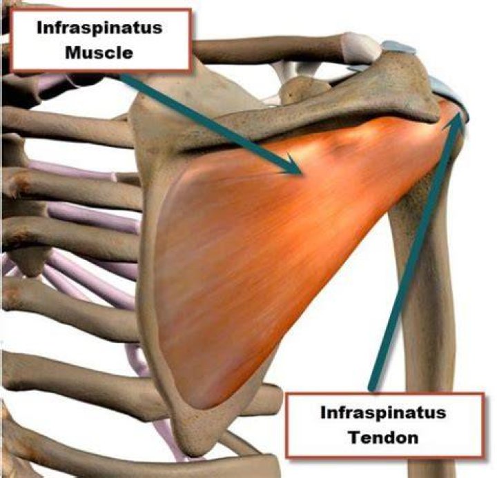 What does Myotendinous mean