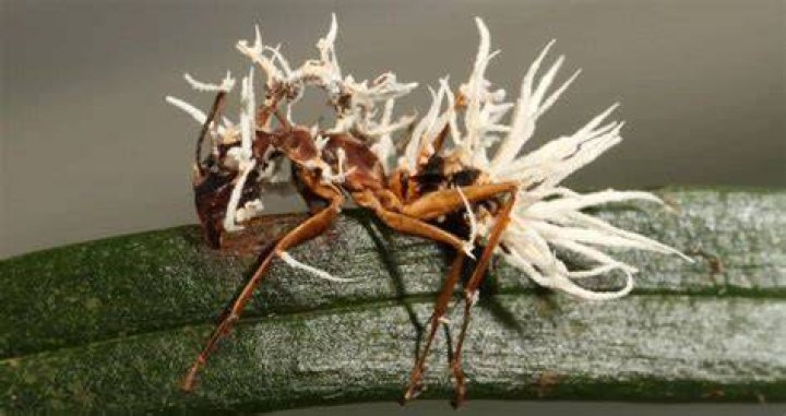 What does Ophiocordyceps do