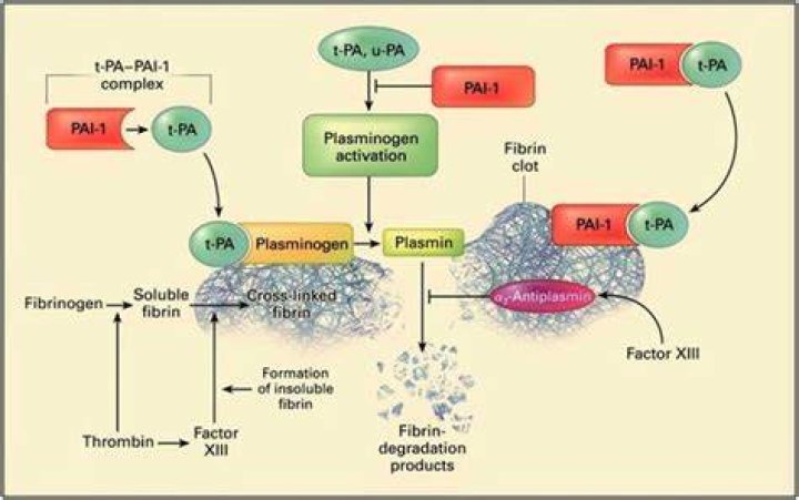 What does plasmin break down