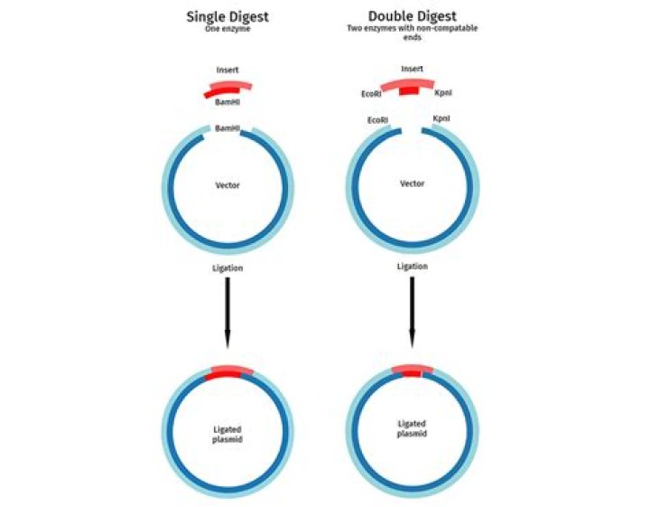 What does single digest mean