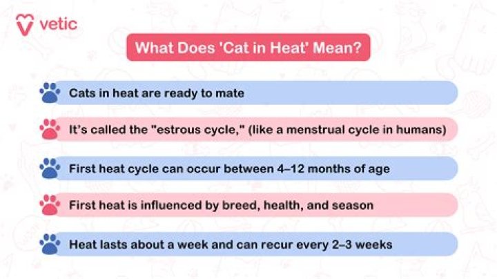 What does solvent heat mean