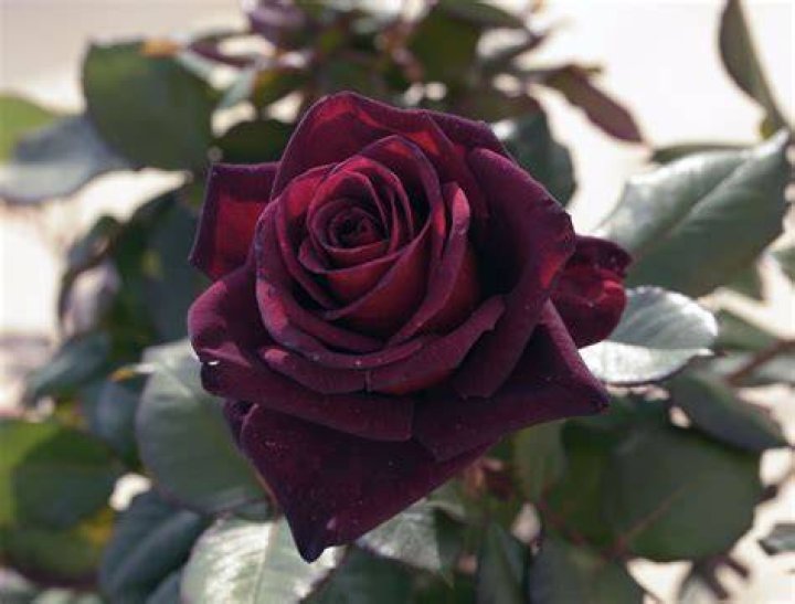 What does Standard rose mean