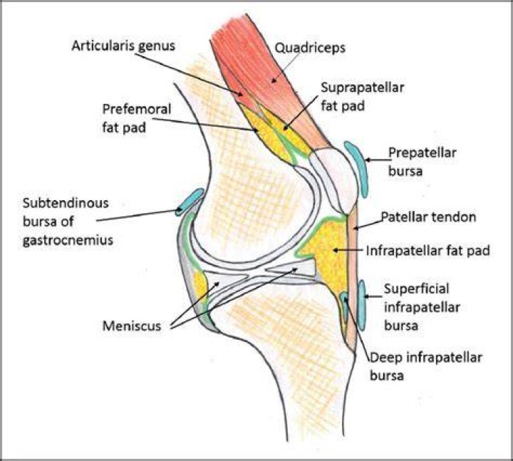 What does Suprapatellar mean