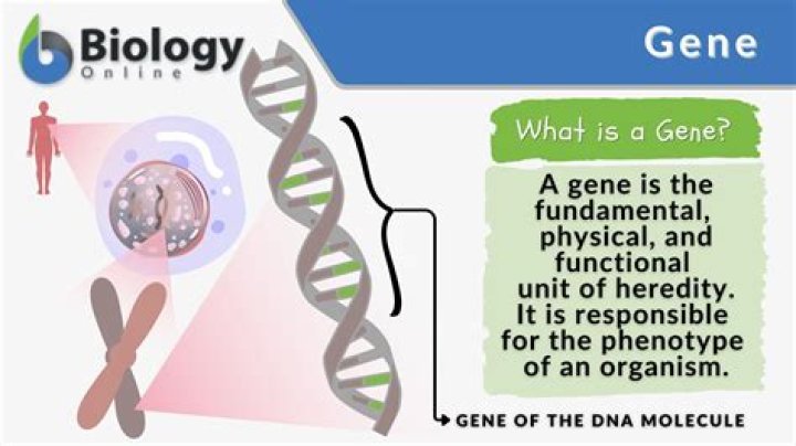 What does the CDH13 gene do