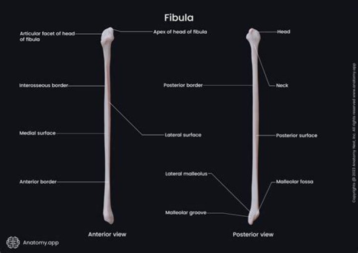 What does the fibula bone do