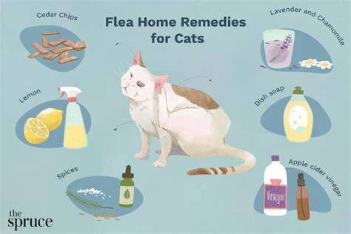 What does the flea represent