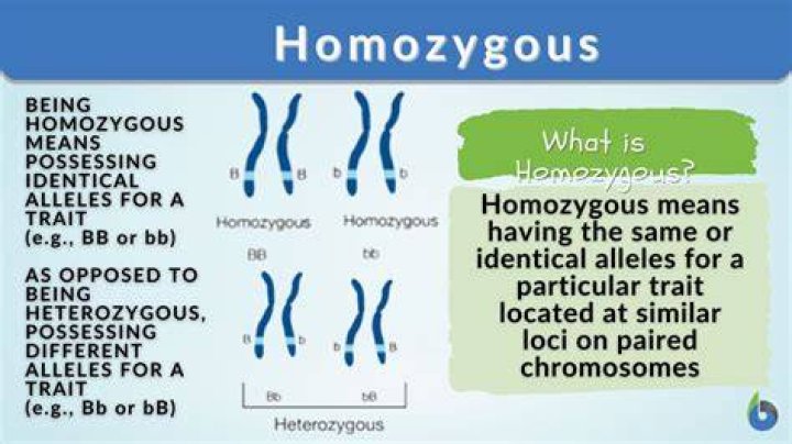 What does the homozygous do